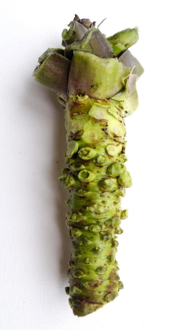 Wasabi Farm Poland > Świeże kłącza wasabi cena za kg